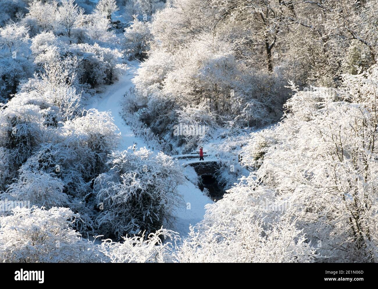 Météo, le 8 janvier 2021. Un homme qui marche après une chute de neige fraîche dans le parc régional d'Almondell, West Lothian, Écosse, Royaume-Uni. . Crédit : Ian Rutherford/Alay Live News. Banque D'Images