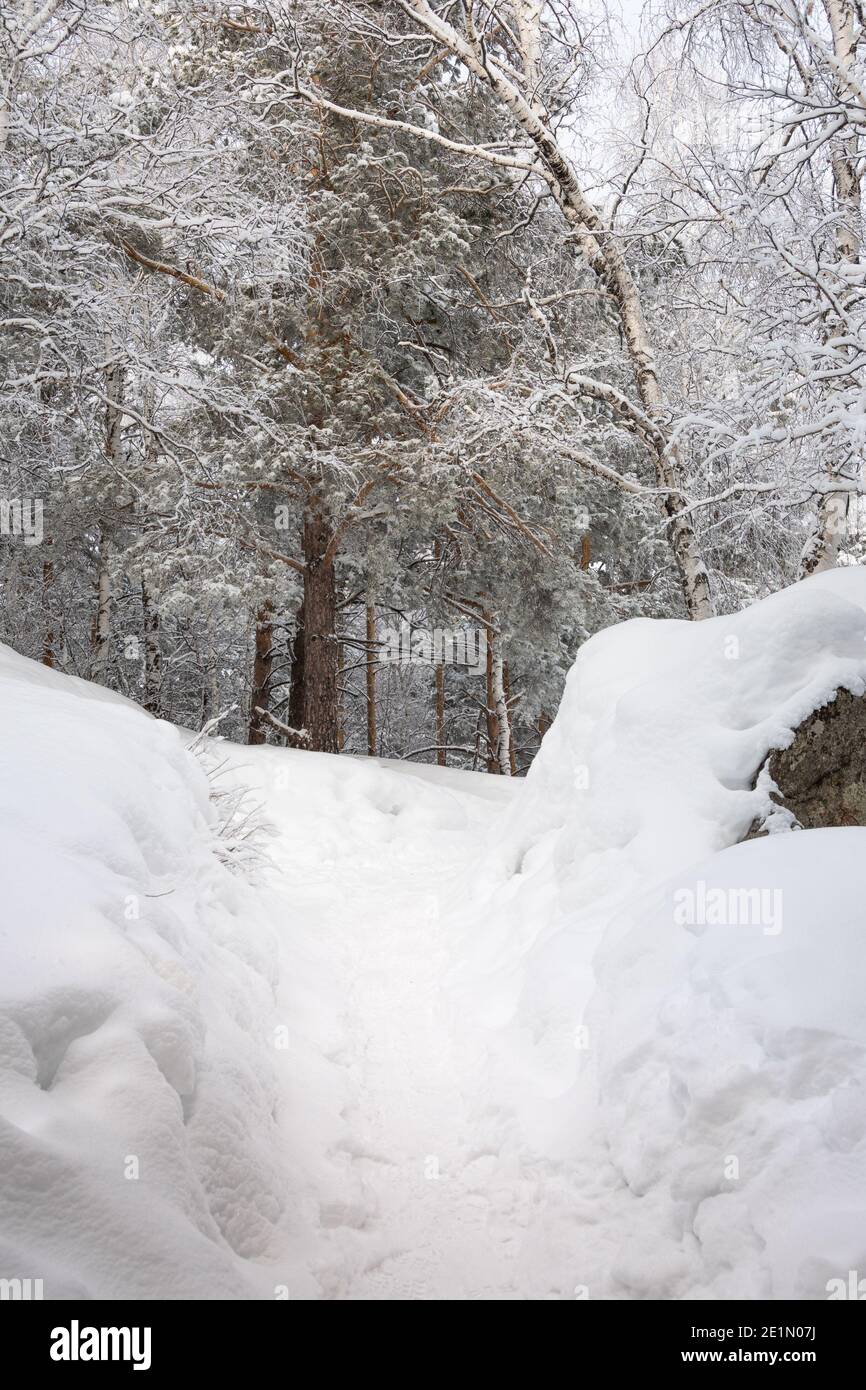Chemin dans la forêt parmi les arbres de neige dans la forêt d'hiver Banque D'Images