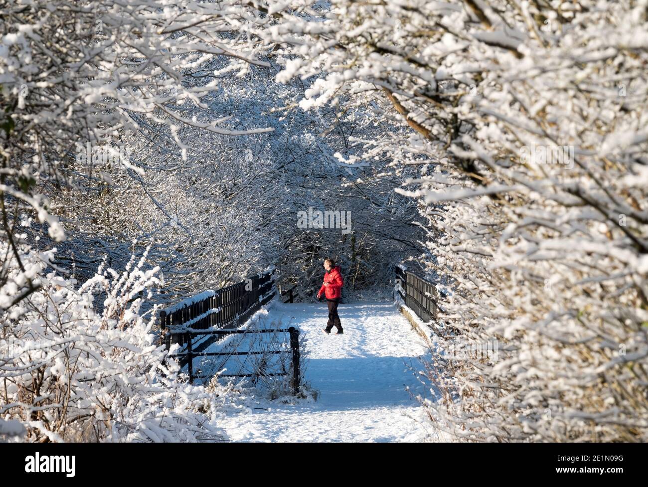 Météo, le 8 janvier 2021. Un homme traversant les camps de Viaduc après une chute de neige fraîche dans le parc régional d'Almondell, West Lothian, Écosse, Royaume-Uni. . Crédit : Ian Rutherford/Alay Live News. Banque D'Images