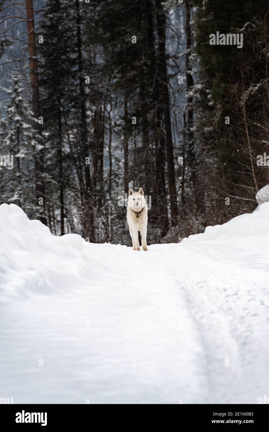 Chien blanc sur une route enneigée en forêt d'hiver Banque D'Images