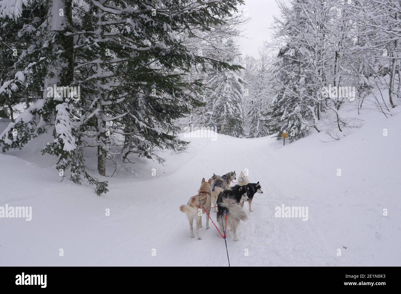 Traîner avec des chiens husky dans une forêt d'hiver Banque D'Images