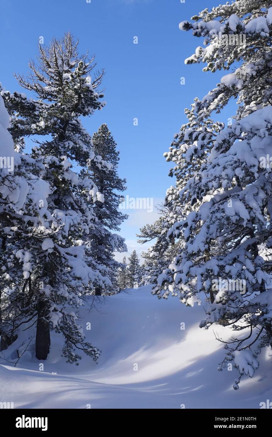 Magnifique paysage d'hiver enneigé dans les Pyrénées avec pin et sapins Banque D'Images