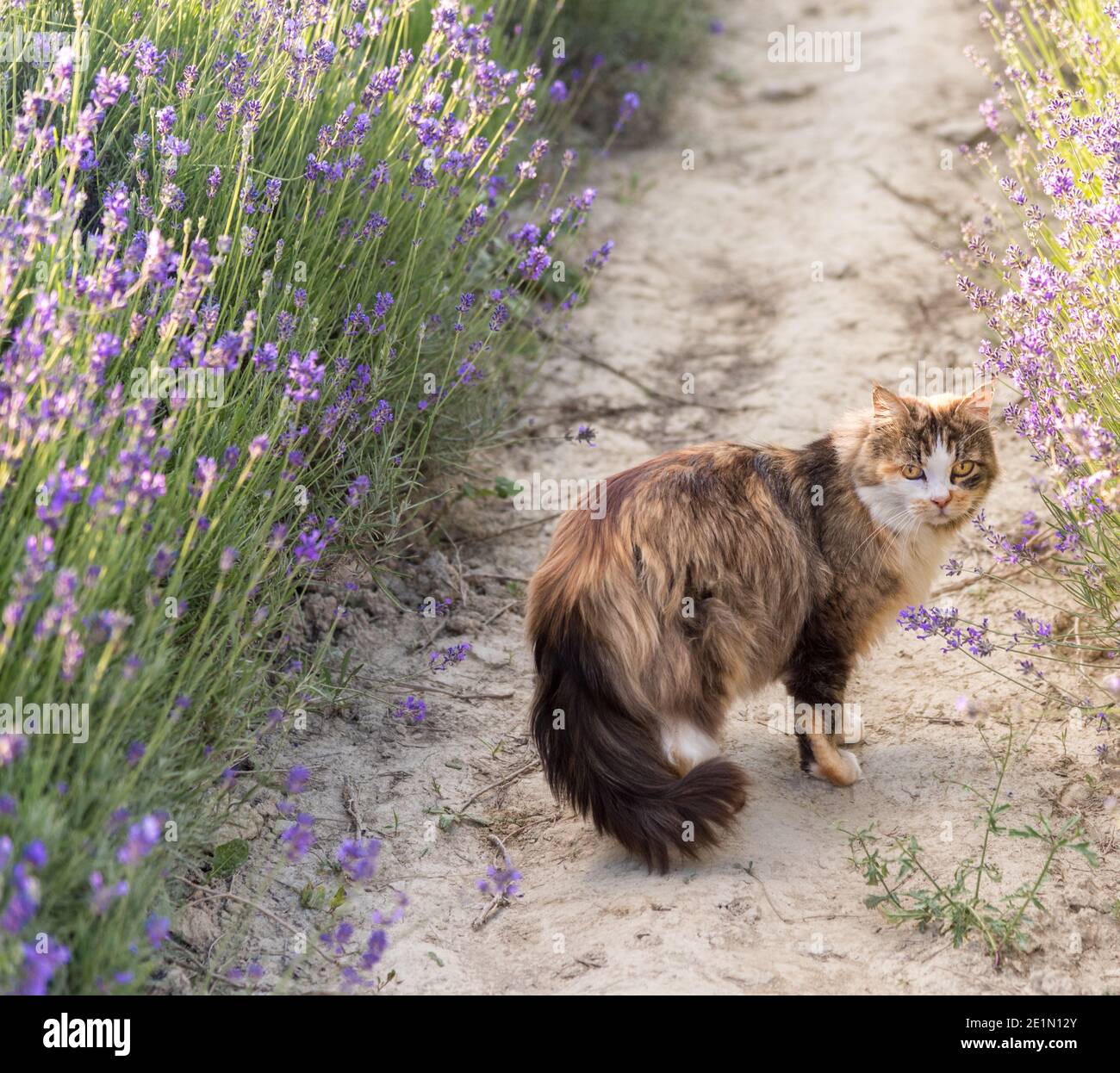 Chat à cheveux longs avec des yeux jaunes et une grande queue parmi fleurs de lavande pourpres Banque D'Images