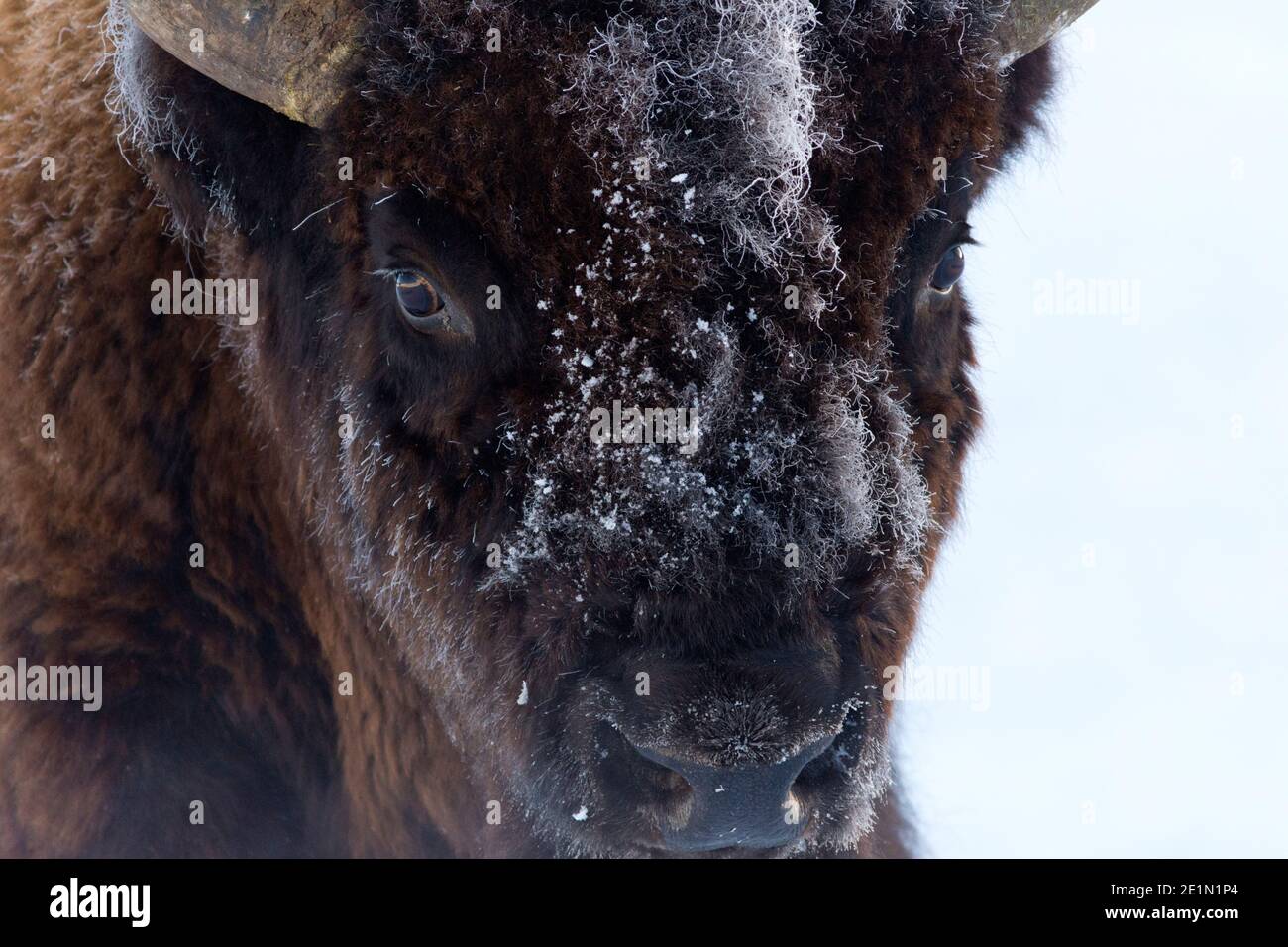 Photo d'hiver d'un bison (Bison bison) dans la vallée de Lamar, dans le parc national de Yellowstone février 2017. Banque D'Images Photo d'hiver d'un bison (Bison bison) dans la vallée de Lamar, dans le parc national de Yellowstone février 2017. Banque D'Images