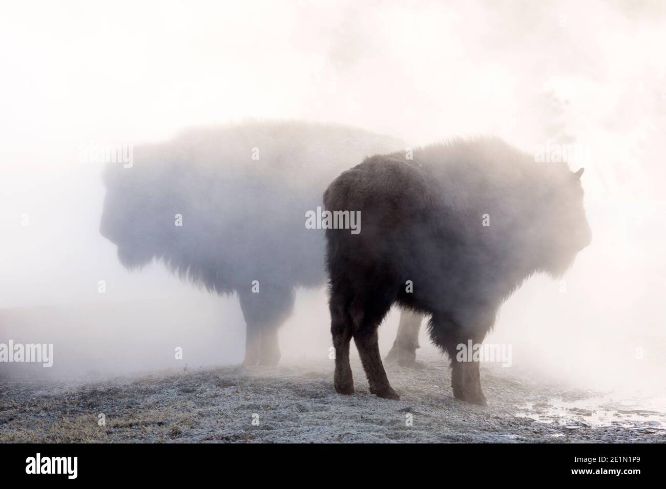 Photo d'hiver d'un bison (Bison bison) dans la vallée de Lamar, dans le parc national de Yellowstone février 2017. Banque D'Images Photo d'hiver d'un bison (Bison bison) dans la vallée de Lamar, dans le parc national de Yellowstone février 2017. Banque D'Images