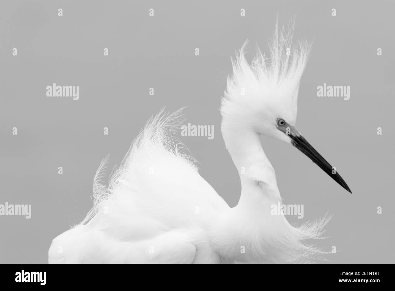 Photo de l'aigrette enneigée (Egretta thula). L'éburette à neige est un petit héron blanc. La photo est prise dans le parc national des Everglades, Floride, USA.Bilb Banque D'Images