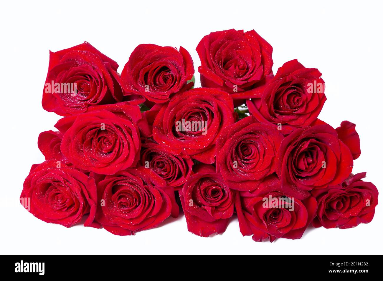 Bouquet de roses rouges (bordeaux) sur fond blanc. Placer pour le texte. Gros plan. Banque D'Images