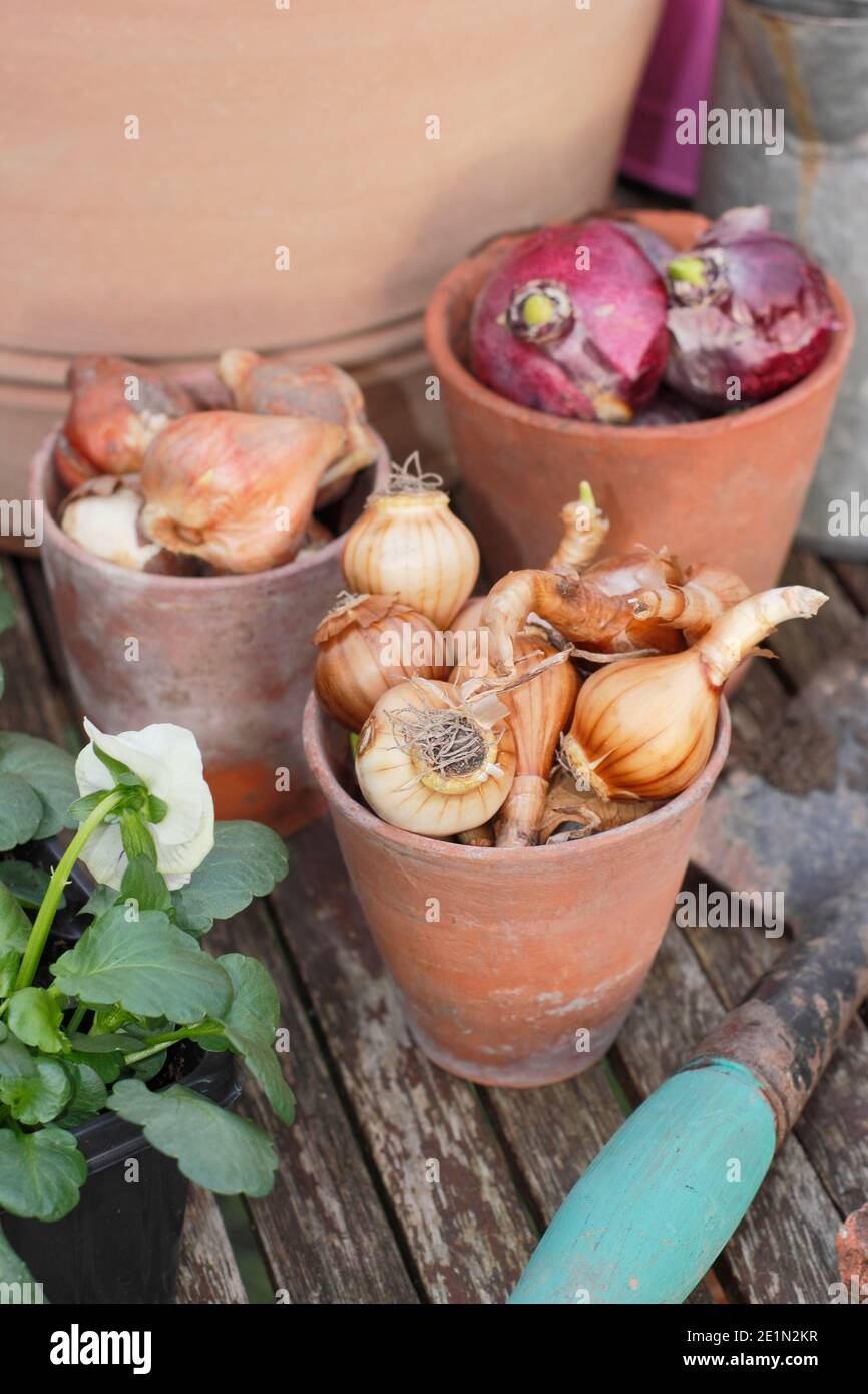 Bulbes d'automne. Se préparer à planter des bulbes dans un pot en automne. Bulbes de jacinthe, de narcisse et de tulipe à fleurs printanières destinés à être disposés en couches dans un récipient. ROYAUME-UNI Banque D'Images