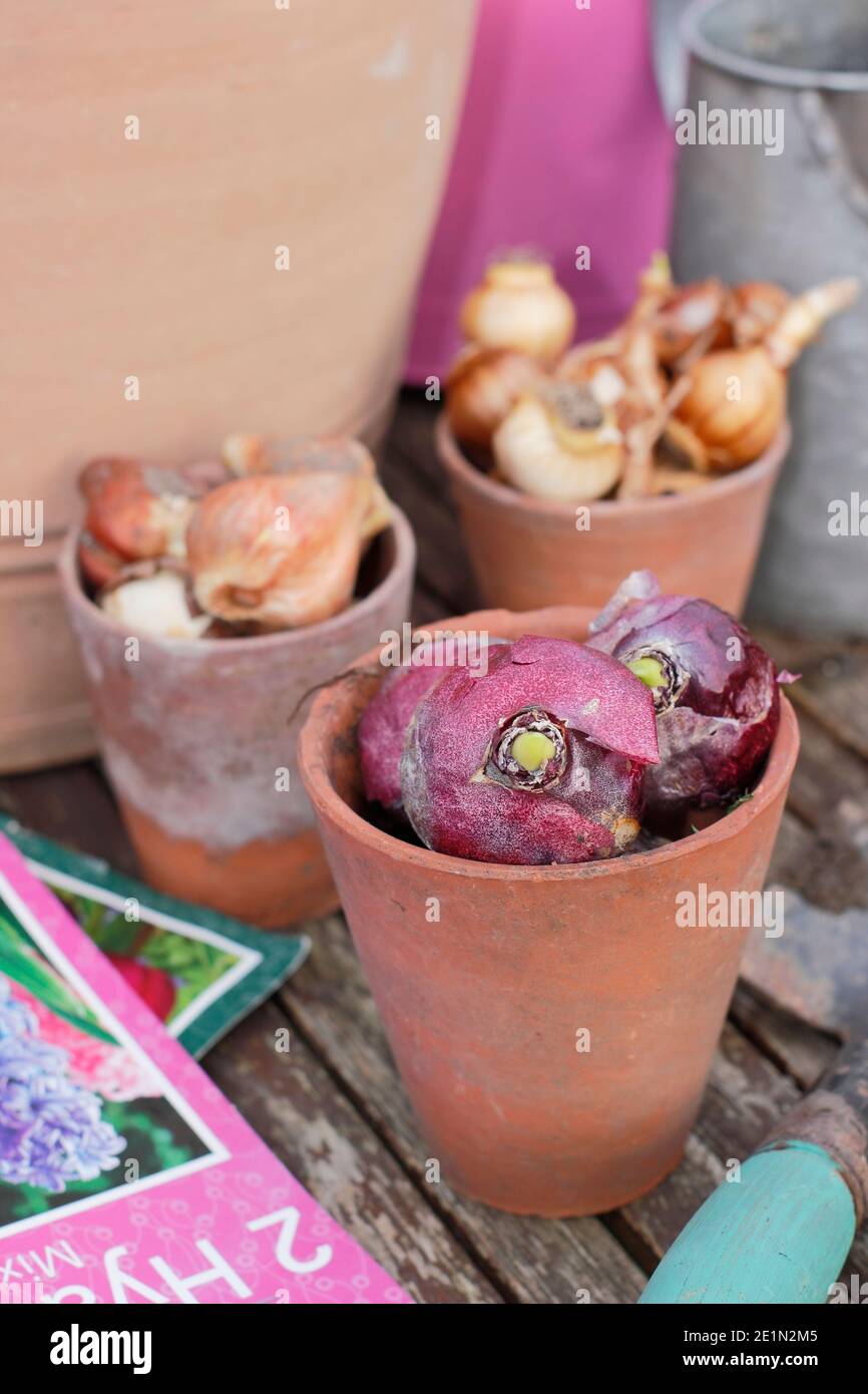 Bulbes d'automne. Se préparer à planter des bulbes dans un pot en automne. Bulbes de jacinthe, de narcisse et de tulipe à fleurs printanières destinés à être disposés en couches dans un récipient. ROYAUME-UNI Banque D'Images