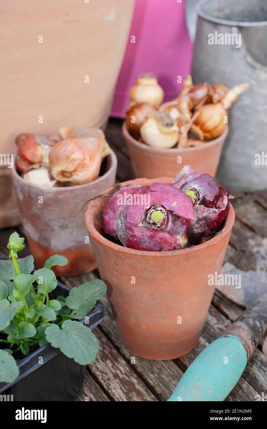 Bulbes d'automne. Se préparer à planter des bulbes dans un pot en automne. Bulbes de jacinthe, de narcisse et de tulipe à fleurs printanières destinés à être disposés en couches dans un récipient. ROYAUME-UNI Banque D'Images