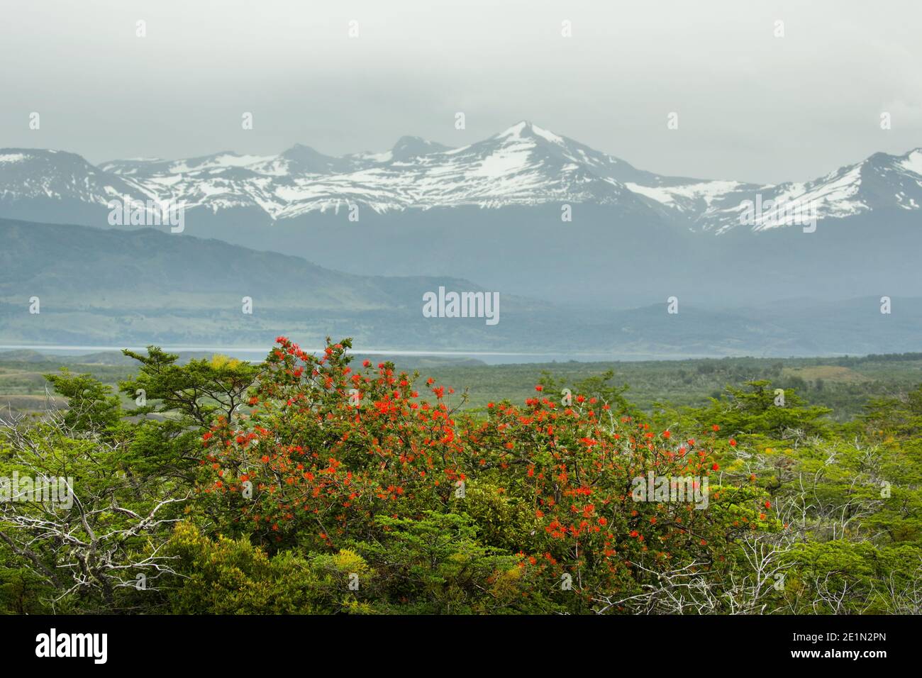 Feu de brousse chilienne (Enithrium coccineum) floraison devant la chaîne de montagnes Cerro Benitez nr Milodon Cave, près de Puerto Natales Patagonia, Chili Banque D'Images