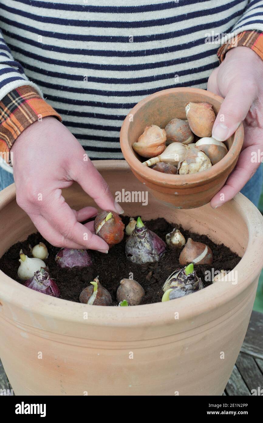 Plantation de bulbes dans un récipient. Planter des bulbes de tulipe, de jacinthe et de jacinthe de raisin (muscari) dans une casserole en automne. ROYAUME-UNI Banque D'Images