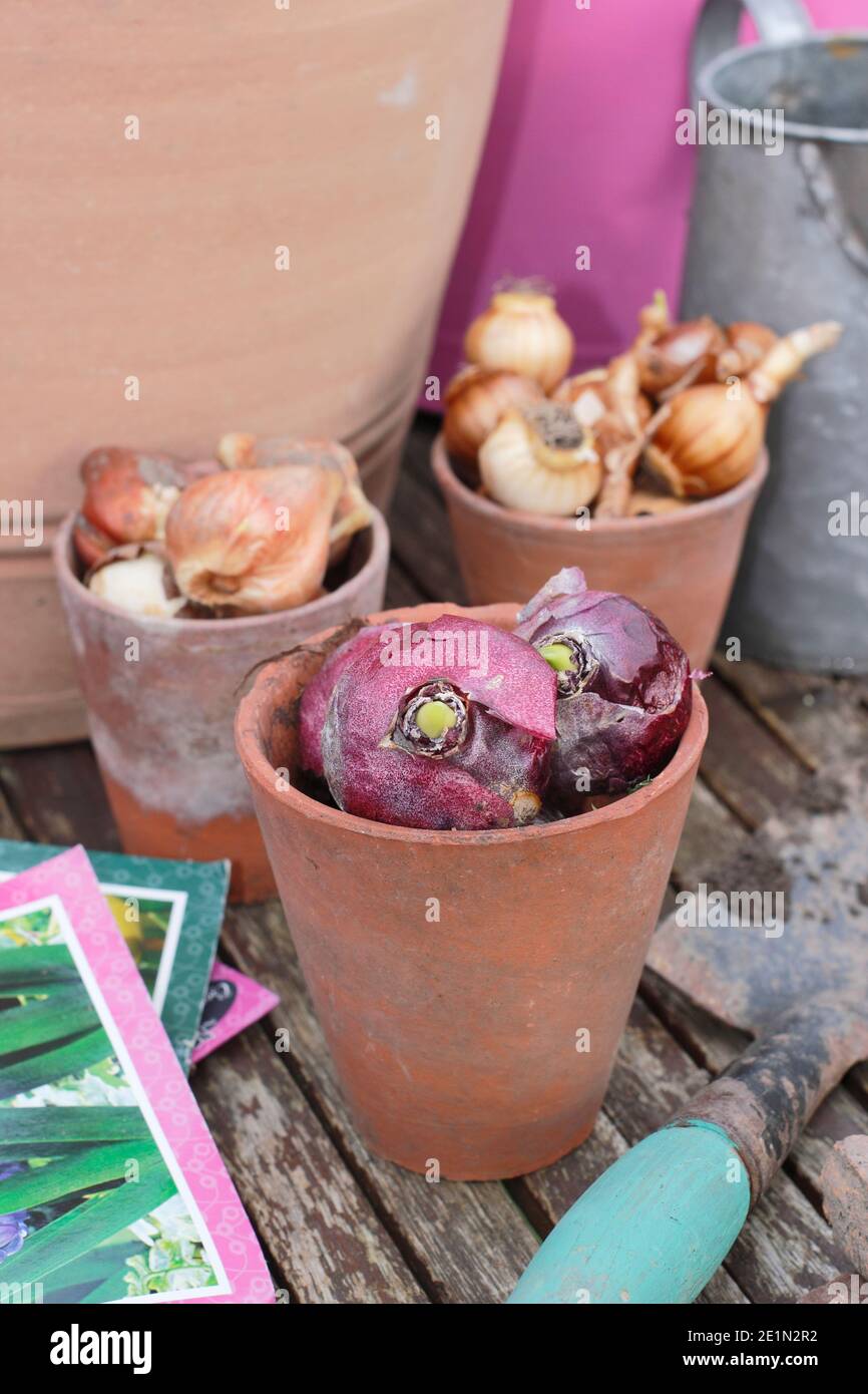 Préparation pour planter des ampoules dans un pot en automne. Jacinthe à fleurs printanières, narcisse et bulbes de tulipes pour la superposition dans un contenant. ROYAUME-UNI Banque D'Images