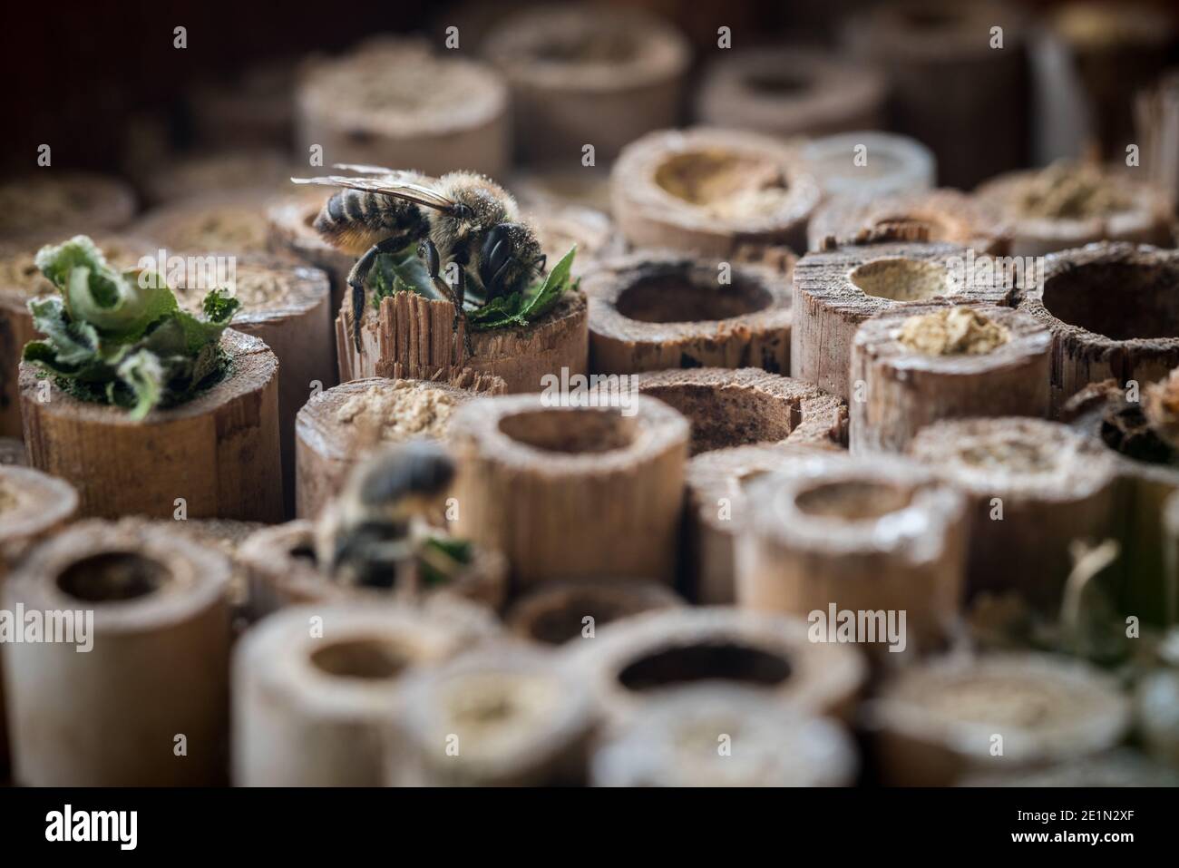 Une abeille fait un nid dans un tube de bambou dans un jardin à Exeter, Devon, Royaume-Uni. Banque D'Images