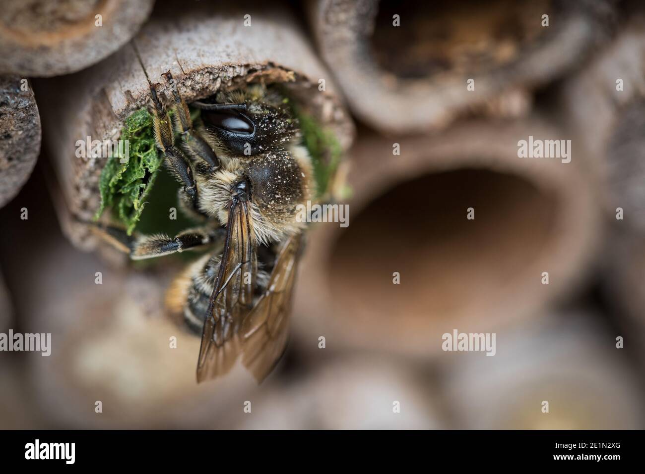 Une abeille fait un nid dans un tube de bambou dans un jardin à Exeter, Devon, Royaume-Uni. Banque D'Images