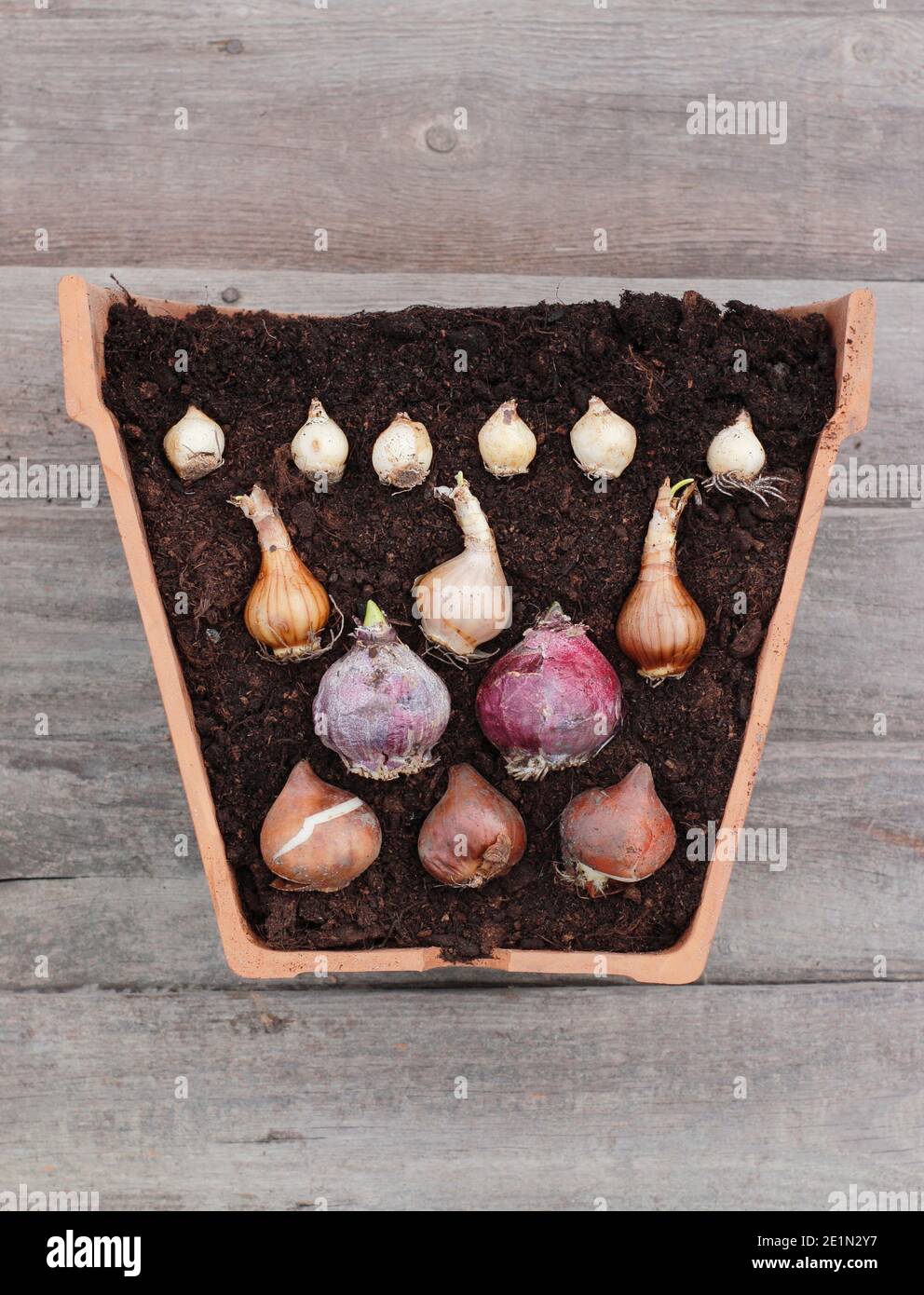 Lasagnes à bulbes. Superposition de bulbes à fleurs printanières - tulipes, jacinthe, narcisse, muscari - dans un récipient pour produire une dense succession de fleurs. ROYAUME-UNI Banque D'Images