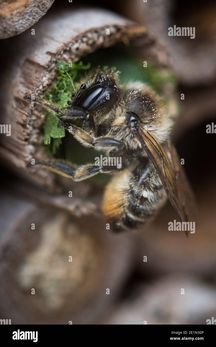 Une abeille fait un nid dans un tube de bambou dans un jardin à Exeter, Devon, Royaume-Uni. Banque D'Images