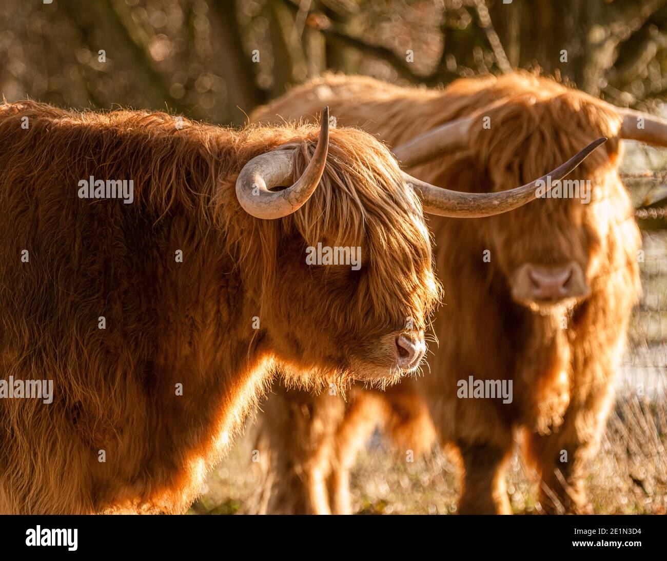 Gros plan de deux vaches Highland rétroéclairé par le soleil d'hiver. ROYAUME-UNI Banque D'Images