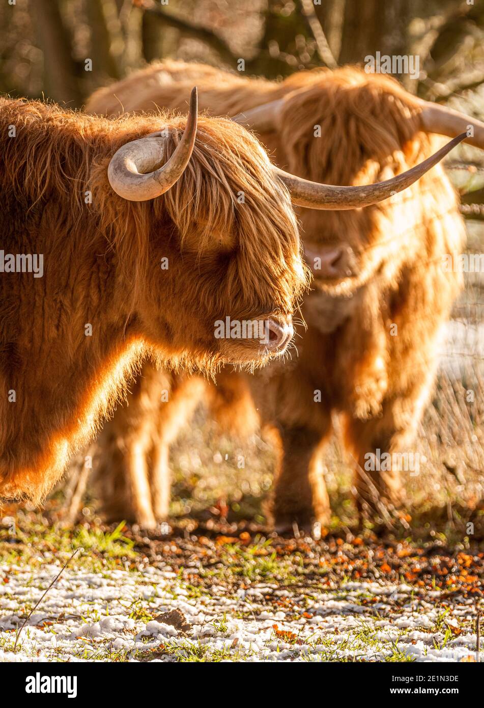 Gros plan de deux vaches Highland rétroéclairé par le soleil d'hiver. ROYAUME-UNI Banque D'Images