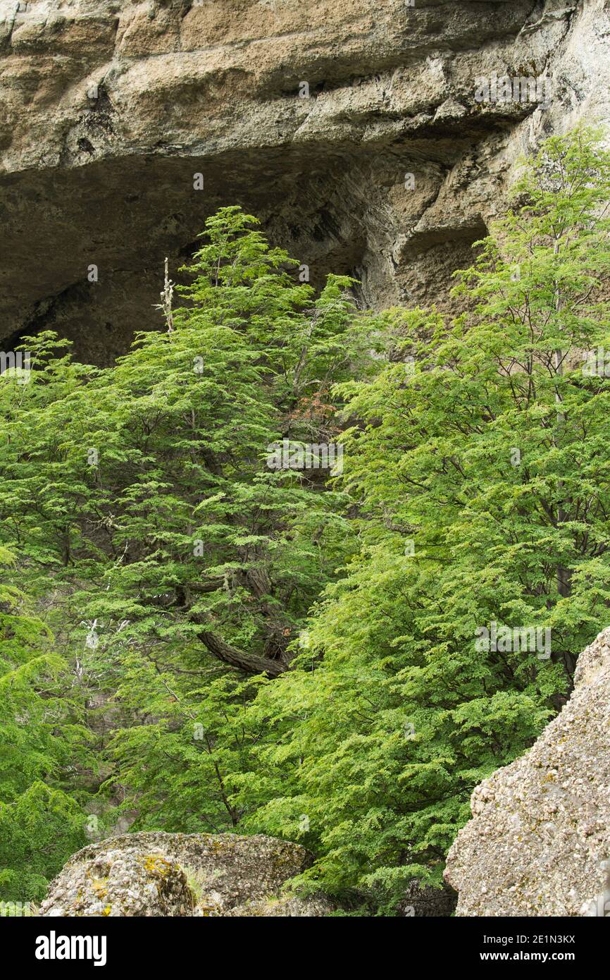 Hêtre du sud (nothofagus) en feuilles vertes de printemps à l'entrée de la grotte de Milodon, près de Puerto Natales Patagonia, Chili Banque D'Images