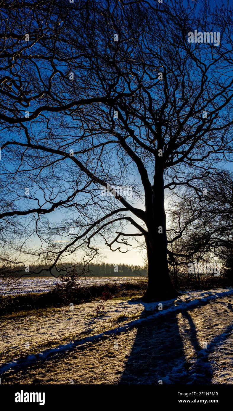 Arbre silhoueté sur Oxley Bank en regardant vers les bois de Haigh Greave dans la neige. West Yorkshire. ROYAUME-UNI. Banque D'Images