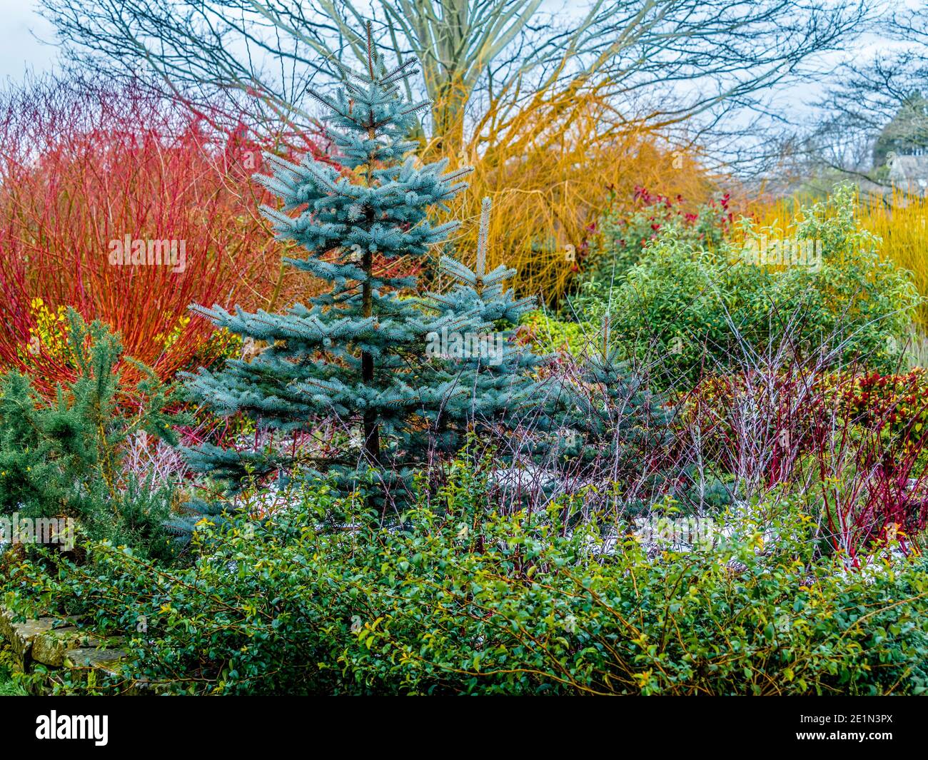 Feuillage vert bleu d'un sapin avec des tiges colorées de Cornas Alba et Salix Alba en arrière-plan. Couleur jardin d'hiver. Banque D'Images