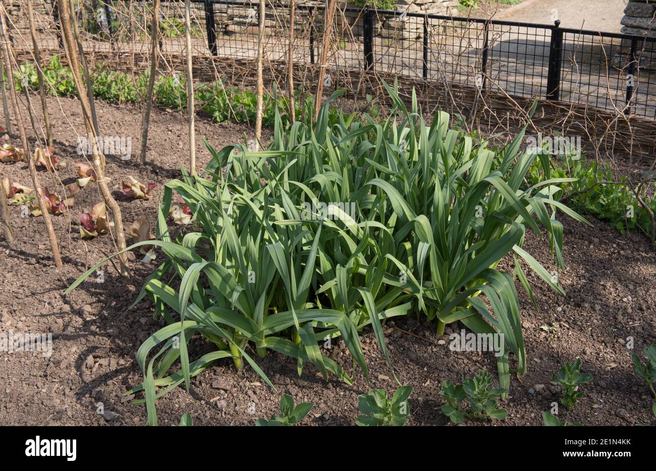 Accueil plantes à l'ail d'éléphant biologique (Allium amppelloprasum) croissant sur un allotement dans un jardin de légumes dans le Devon rural, Angleterre, Royaume-Uni Banque D'Images