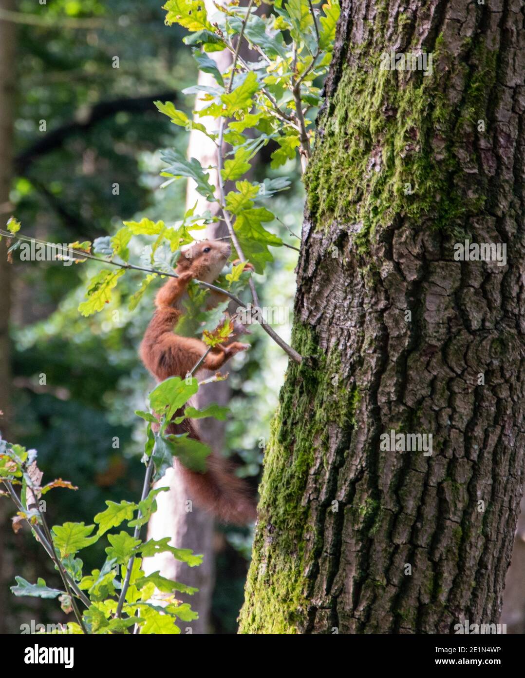 Un écureuil, Sciurus, monte l'arbre sur le tronc d'un chêne. Banque D'Images