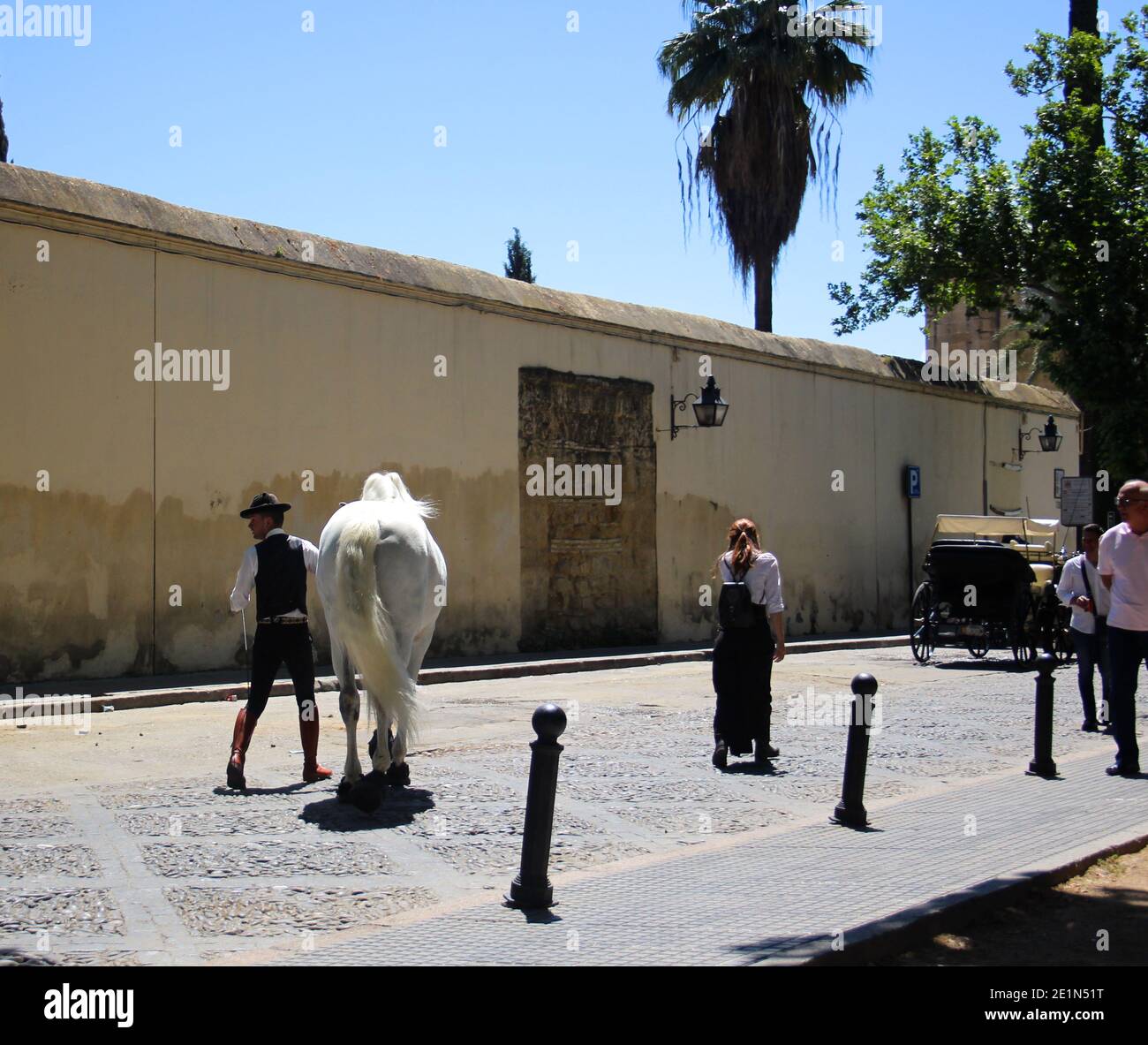 Homme en robe traditionnelle avec un cheval blanc des célèbres expositions à Cordoue vue arrière Andalousie Espagne Banque D'Images