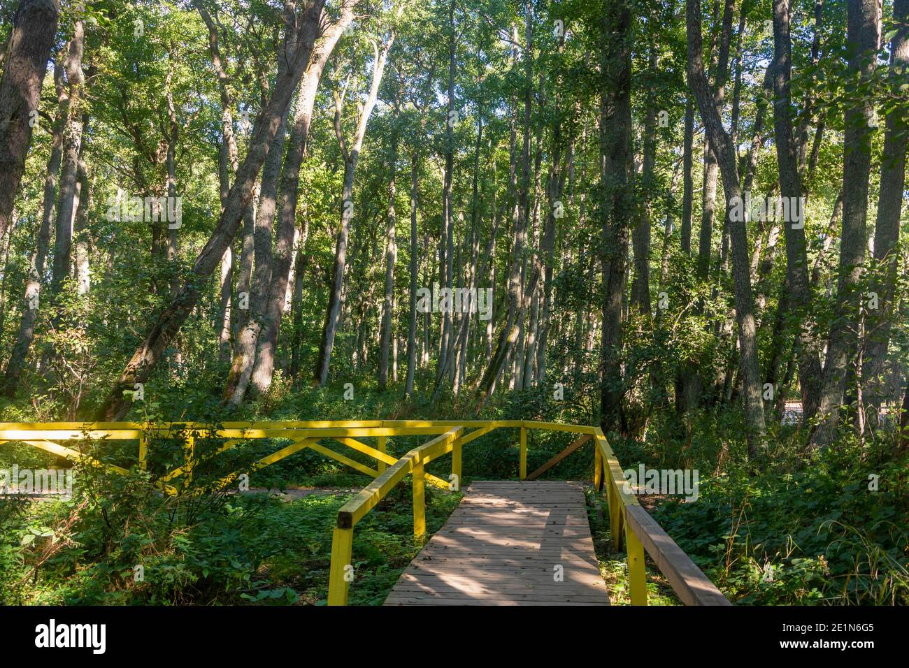 Sentiers de randonnée en bois avec mains courantes dans les bois parmi les arbres. Concept d'Eclogy, protection de la forêt. Mise au point sélective. Banque D'Images