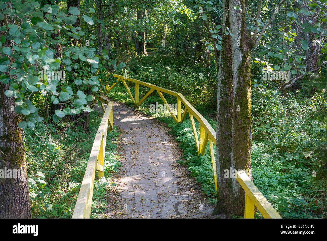 Chemin pour la marche en forêt, clôturé avec garde-corps en bois jaune. Concept d'écologie, protection des forêts. Mise au point sélective. Banque D'Images