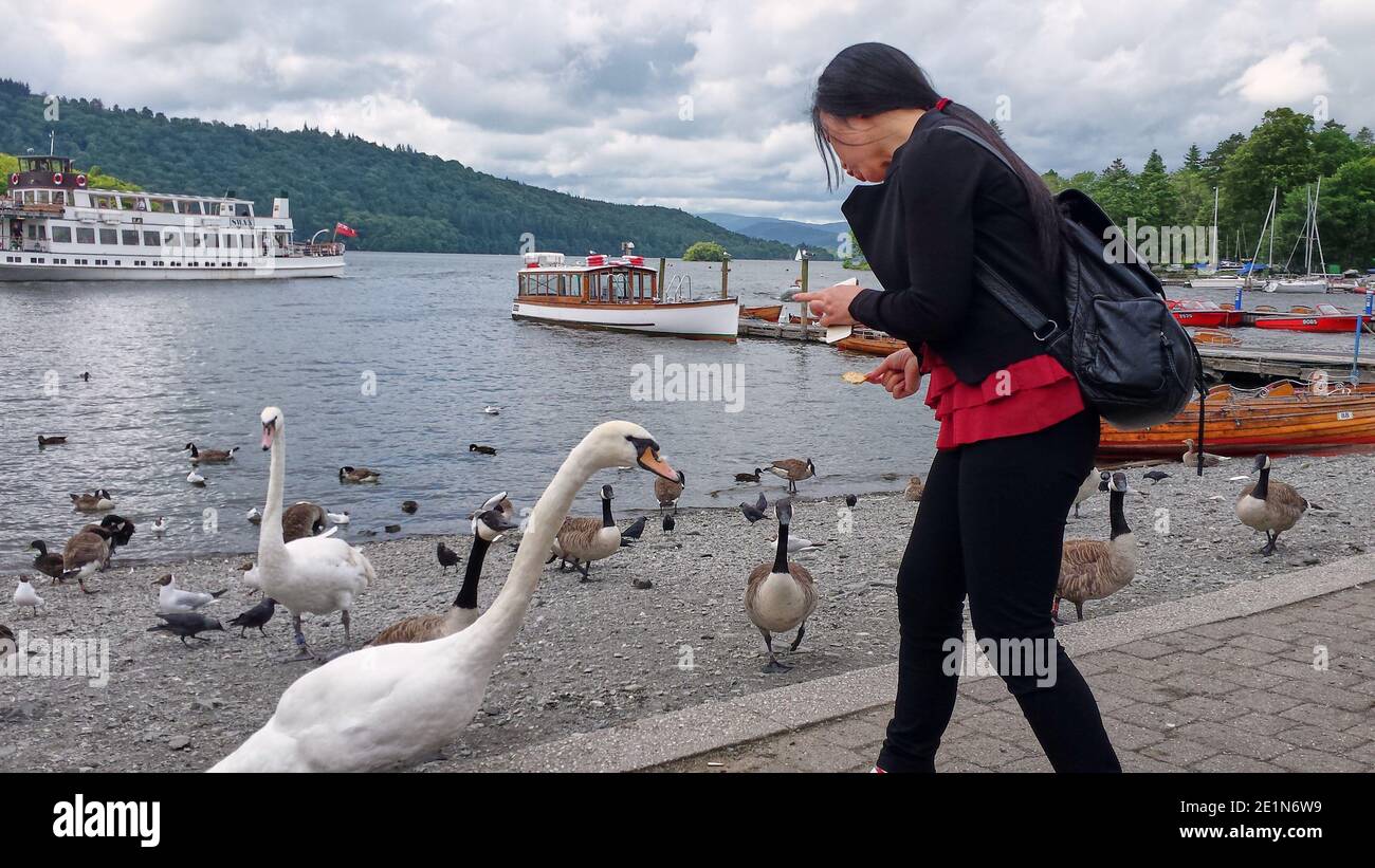 Une touriste chinoise/asiatique se nourrissant d'un cygne et d'autres oiseaux à Bowness sur Windermere, Cumbria, Royaume-Uni Banque D'Images