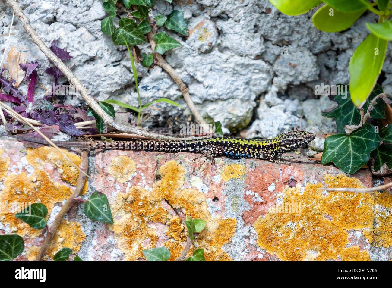 Lézard à paroi commune (Podarcis muralis) espèce envahissante, sur un mur à Eastbourne, au Royaume-Uni Banque D'Images