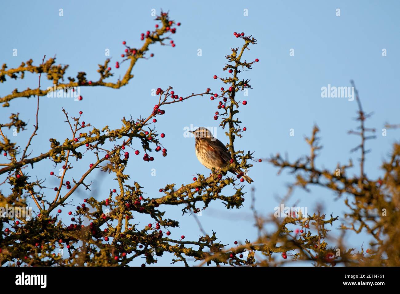 Redwing (Tunas iliacus) Banque D'Images