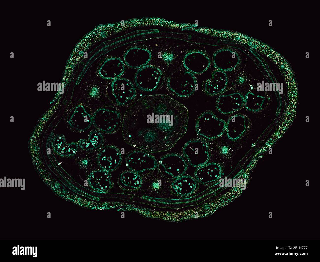 coupe transversale sous le microscope – vue microscopique de cellules végétales pour l'éducation botanique Banque D'Images