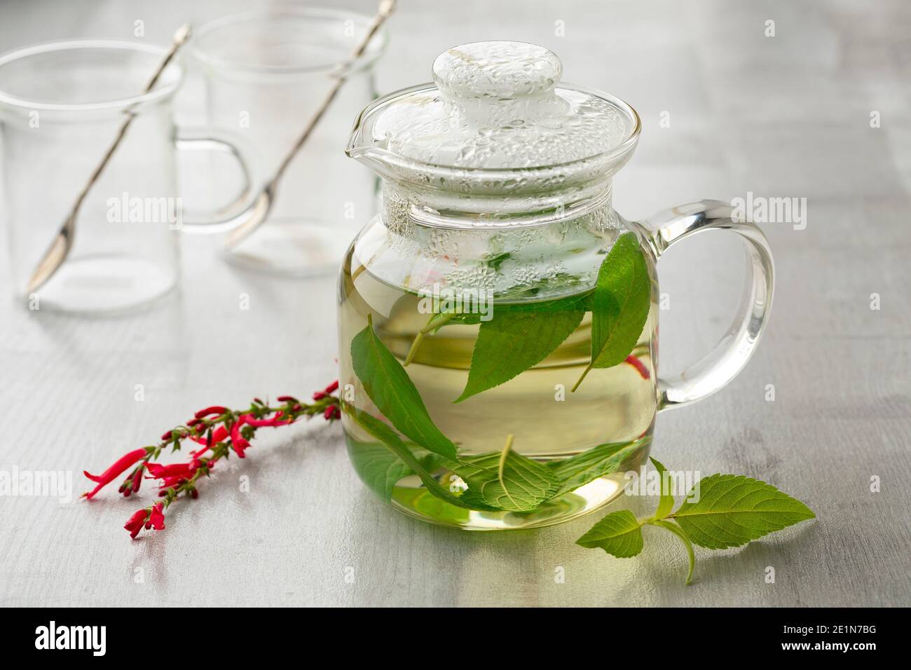 Théière en verre avec thé Salvia elegans chaud et feuilles fraîches et des fleurs rouges à l'avant en gros plan Banque D'Images