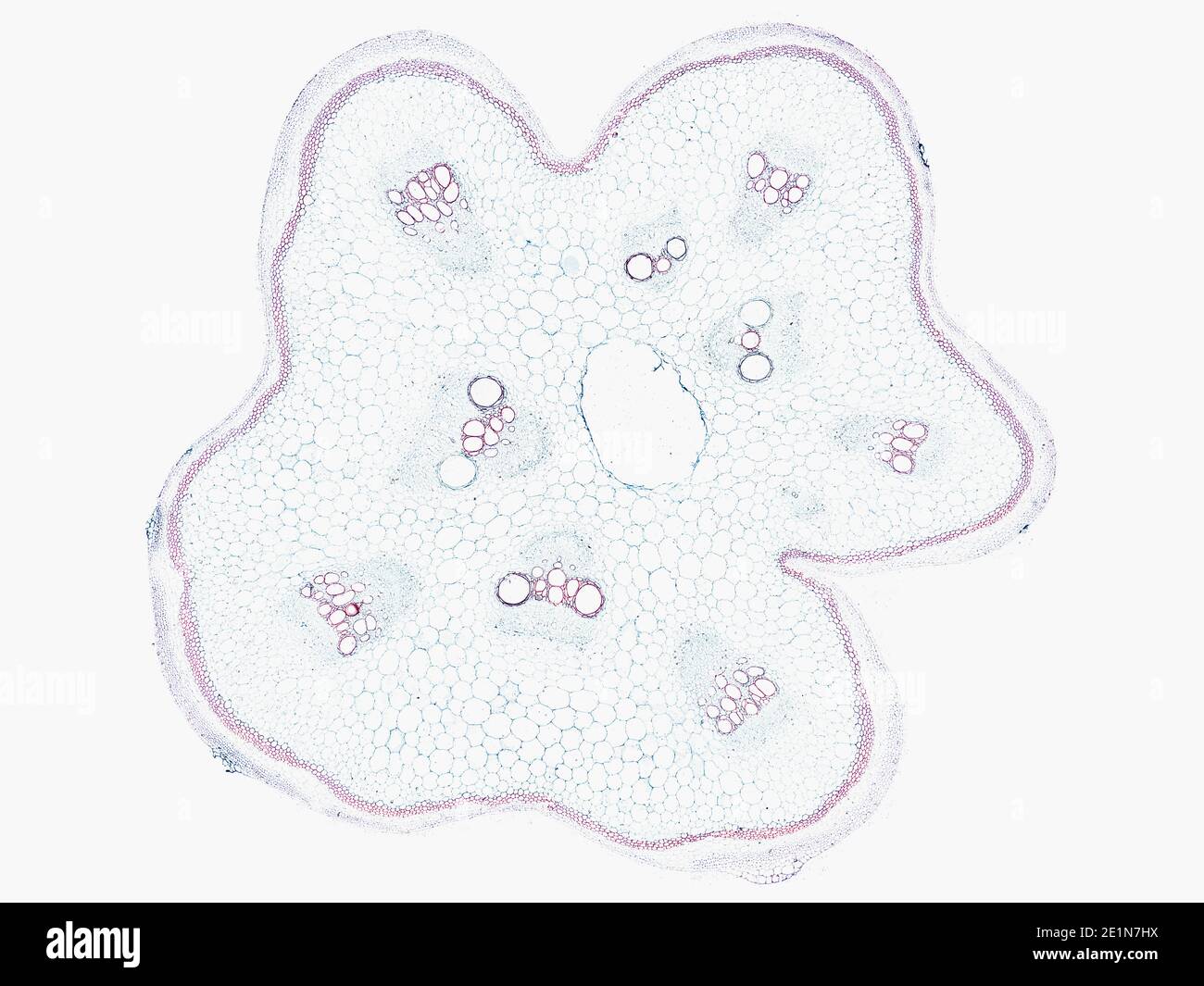 coupe transversale sous le microscope vue microscopique de cellules végétales pour l