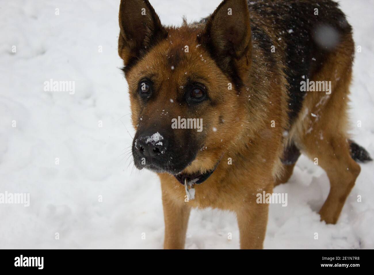 Beau berger baigné dans la neige de janvier en Allemagne Banque D'Images