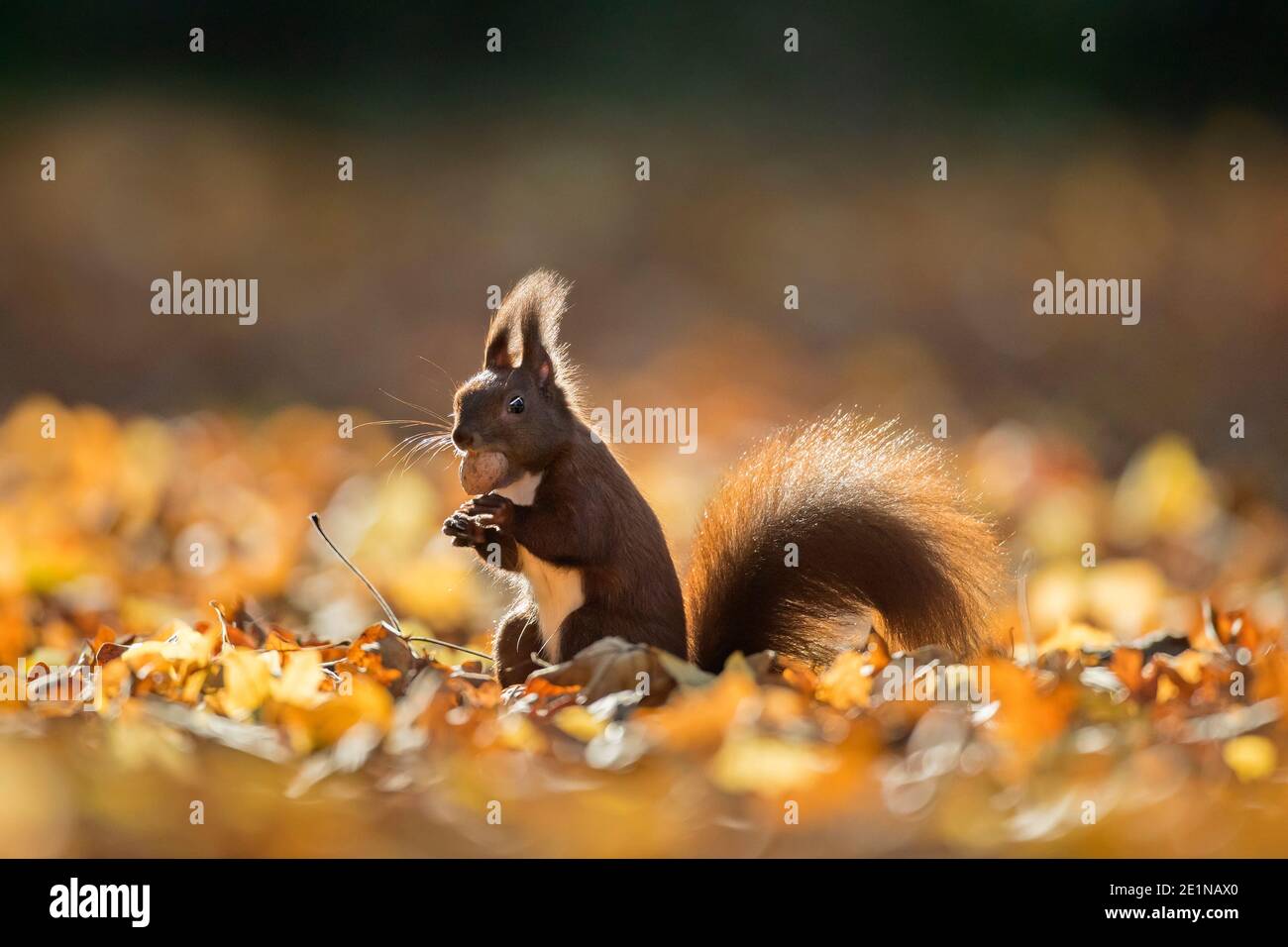 Écureuil rouge eurasien mignon (Sciurus vulgaris) recueillir les écrous sur le sol dans la litière de feuilles sur le plancher de forêt dans les bois d'automne Banque D'Images