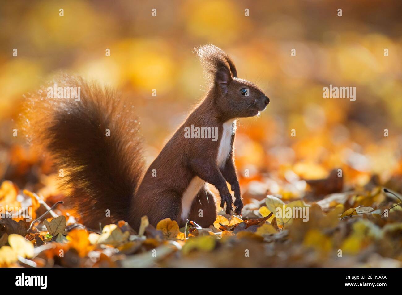 Écureuil rouge eurasien mignon (Sciurus vulgaris) recherche de nourriture sur le sol dans la litière de feuilles sur la forêt sol en forêt d'automne Banque D'Images