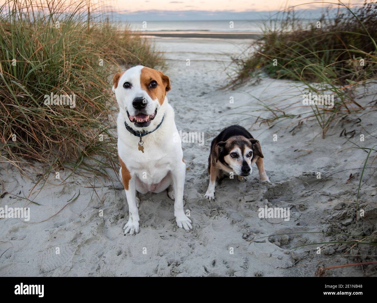 Chiens sur la plage à l'Isle of Palms, S.C. au coucher du soleil. Banque D'Images
