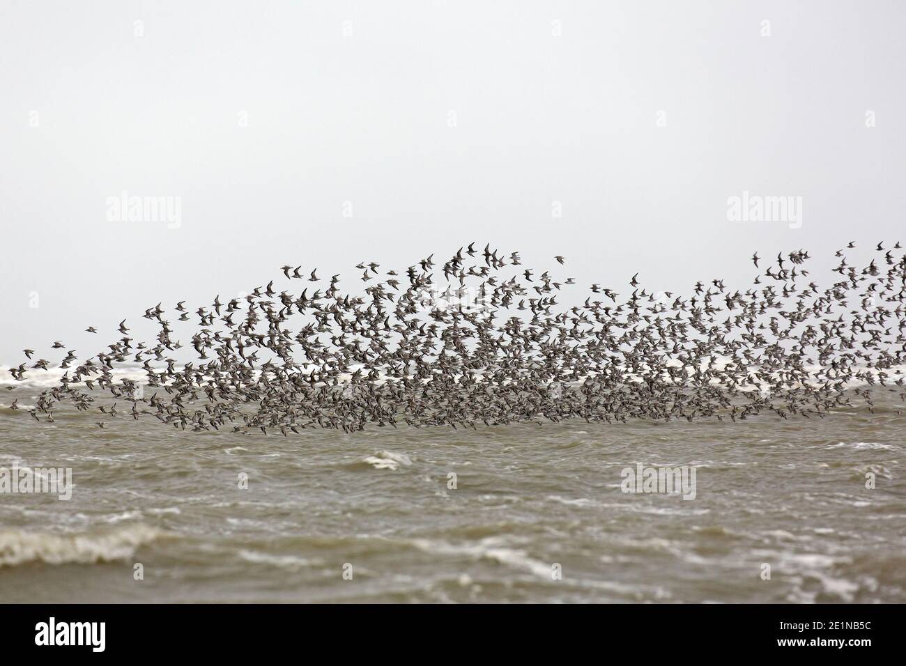 Noeuds rouges (Calidris canutus / Tringa canutus ) un énorme nœud rouge floqué en vol dans un plumage non-reproducteur sur la mer en hiver le long de la côte Banque D'Images