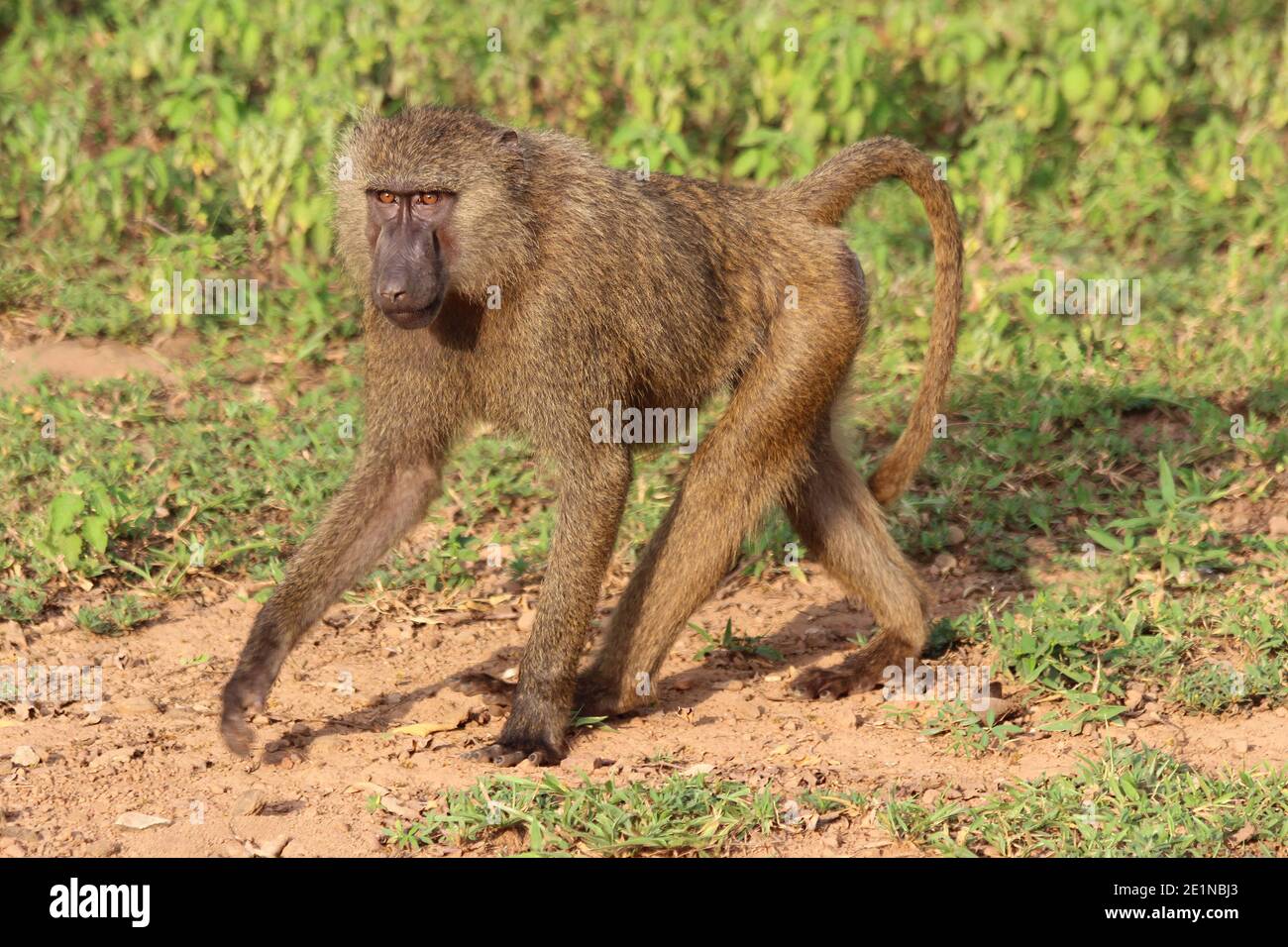 Le babouin Olive Papio anubis Banque D'Images
