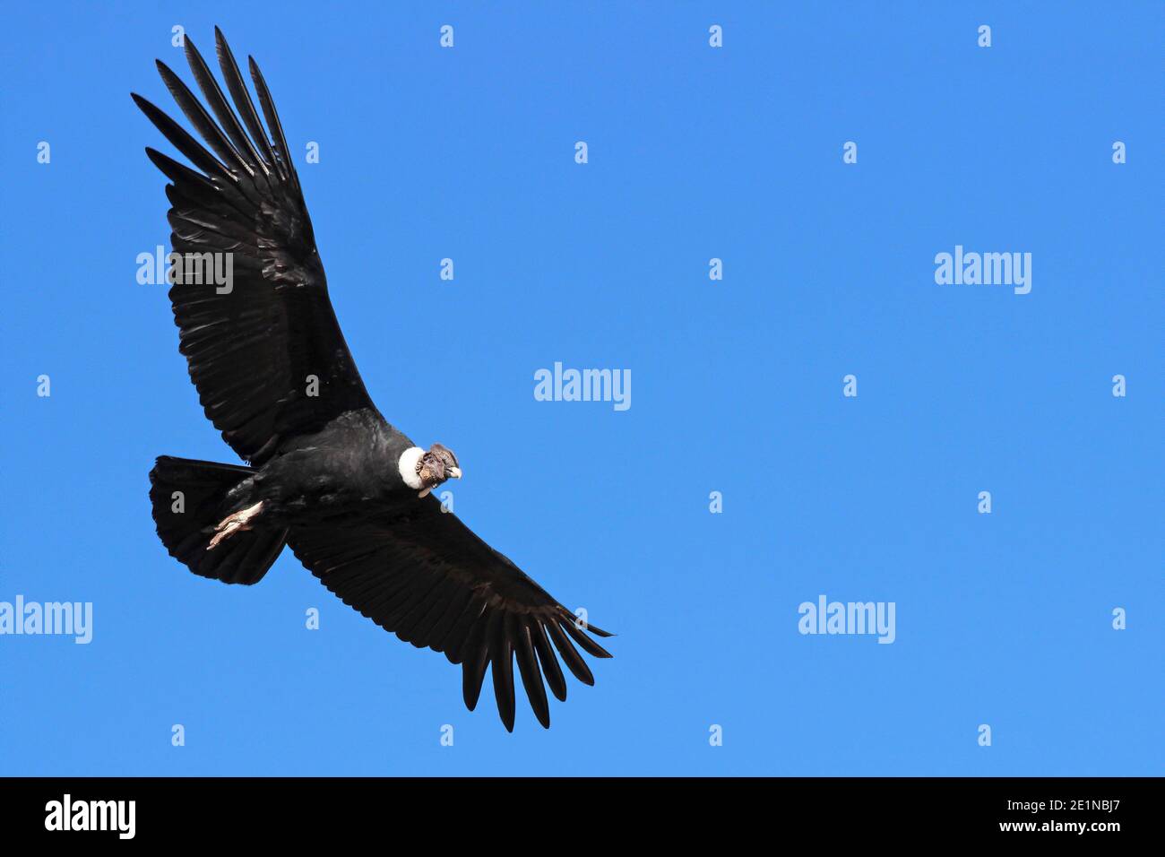 Condor andin Vultur gryphus, Canyon de Colca, Pérou Banque D'Images