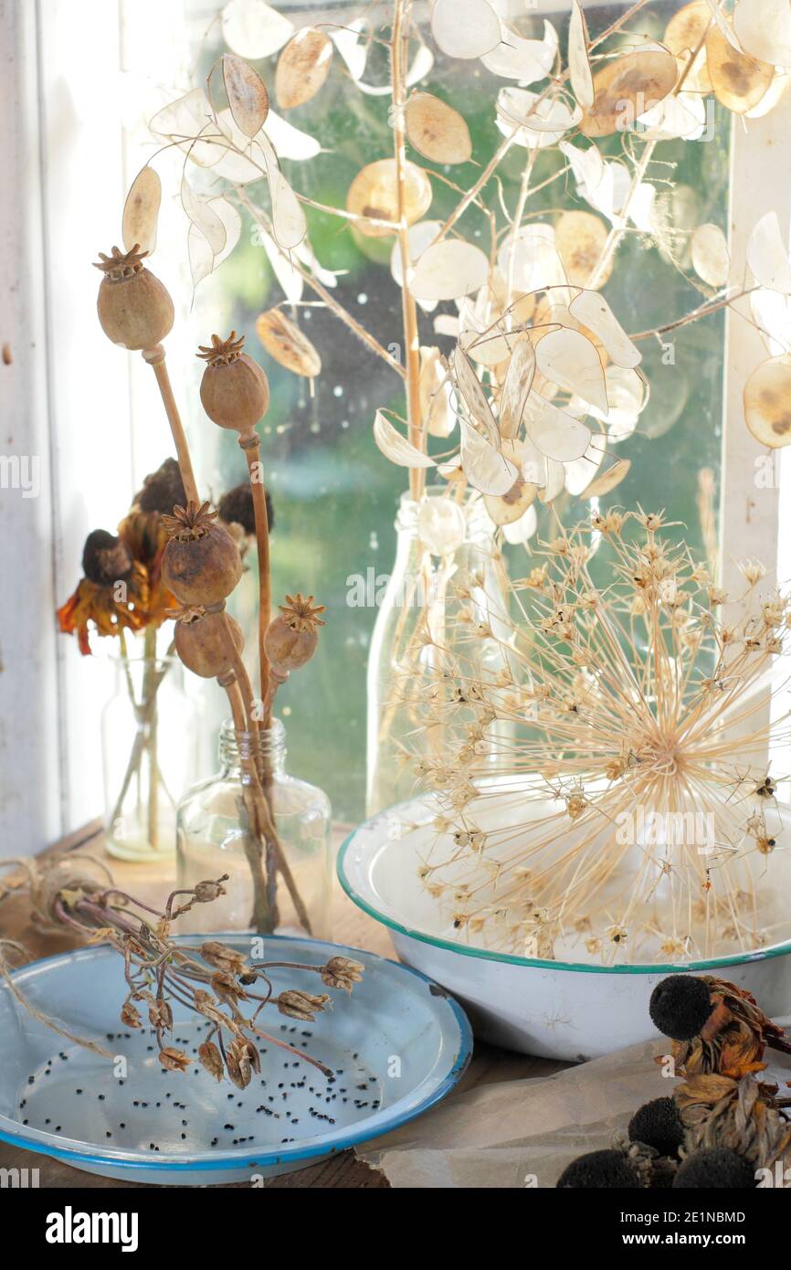 Séchage des têtes de graines de fleurs sur un rebord de fenêtre ensoleillé en automne pour économiser les graines et des buts décoratifs. Honnêteté, rudbeckia, aquilegia, allium et coquelicot. Banque D'Images