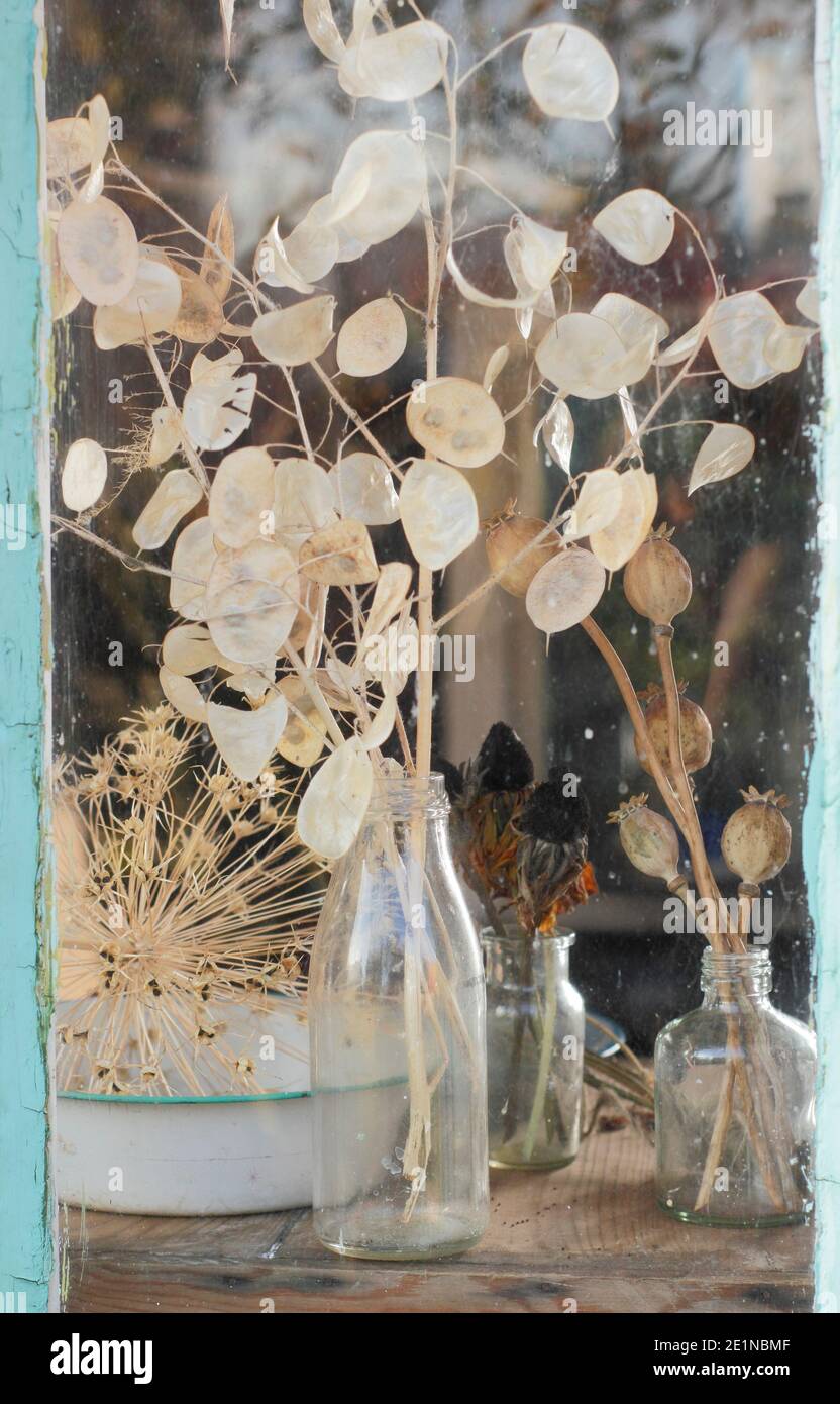 Séchage des têtes de graines de fleurs sur un rebord de fenêtre ensoleillé en automne pour économiser les graines et des buts décoratifs. Honnêteté, rudbeckia, aquilegia, allium et coquelicot. Banque D'Images