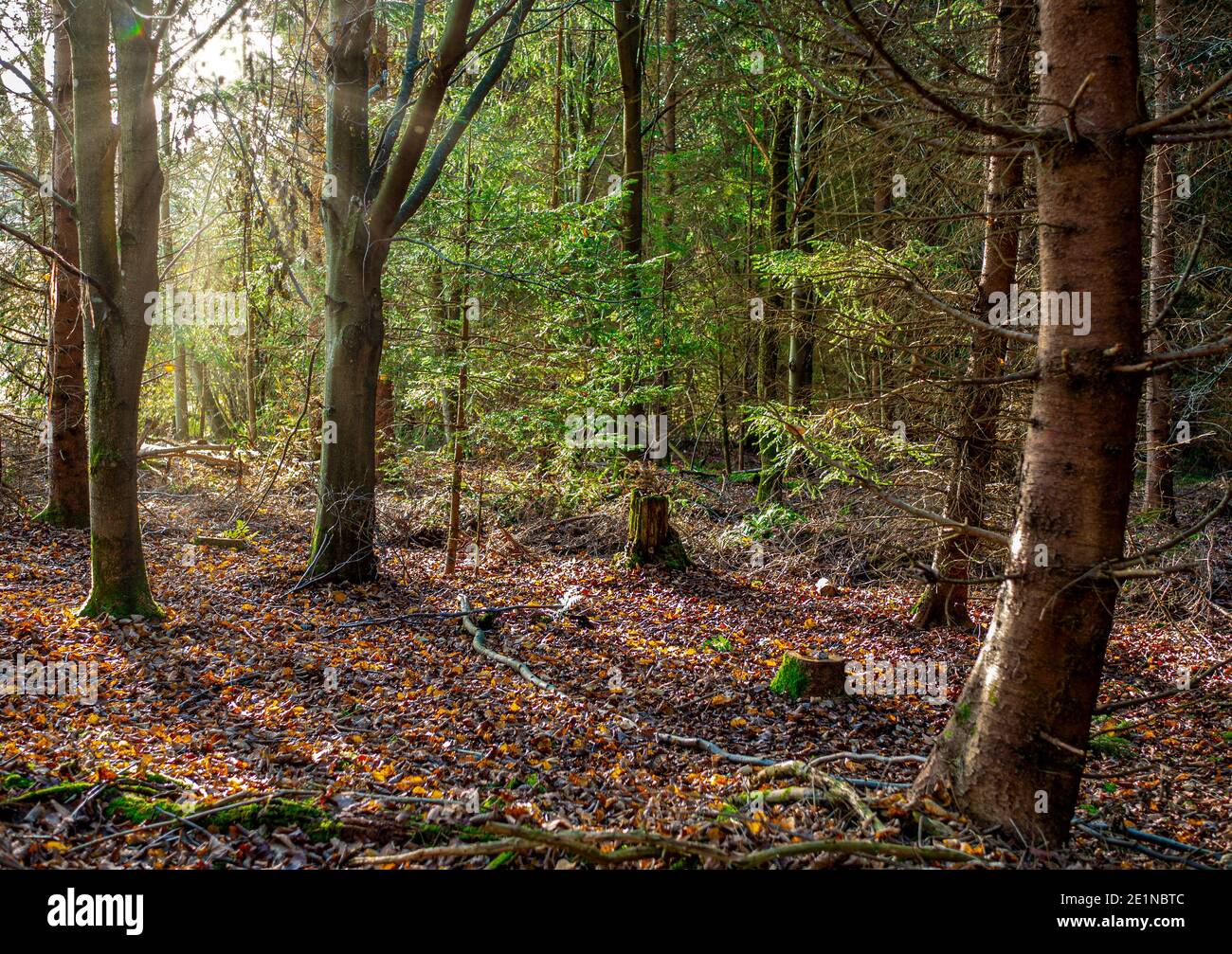 Forêt mixte en automne avec des sprint de Norvège (Picea abies) et des hêtres européens (Fagus sylvatica), rétroéclairé, haute-Bavière, Allemagne, Europe Banque D'Images