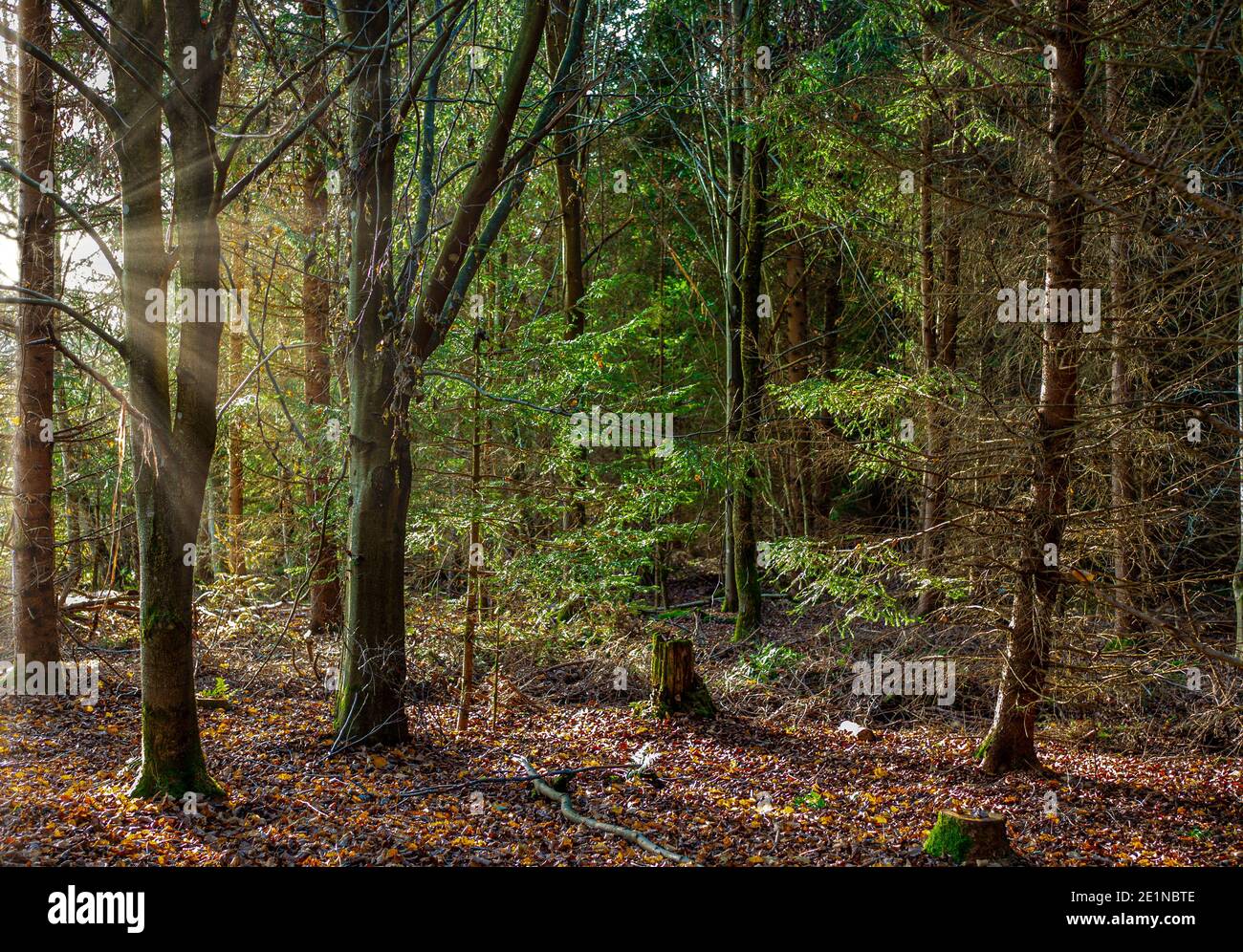 Forêt mixte en automne avec des sprint de Norvège (Picea abies) et des hêtres européens (Fagus sylvatica), rétroéclairé, haute-Bavière, Allemagne, Europe Banque D'Images