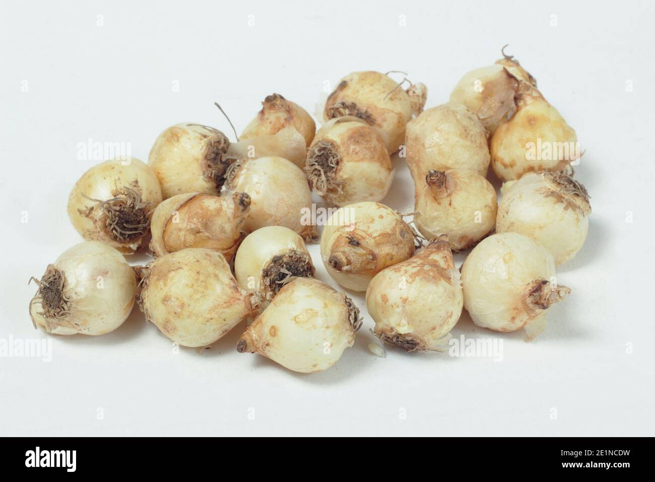 Muscari armeniacum. Bulbes de jacinthe de raisin isolés sur fond blanc. ROYAUME-UNI Banque D'Images