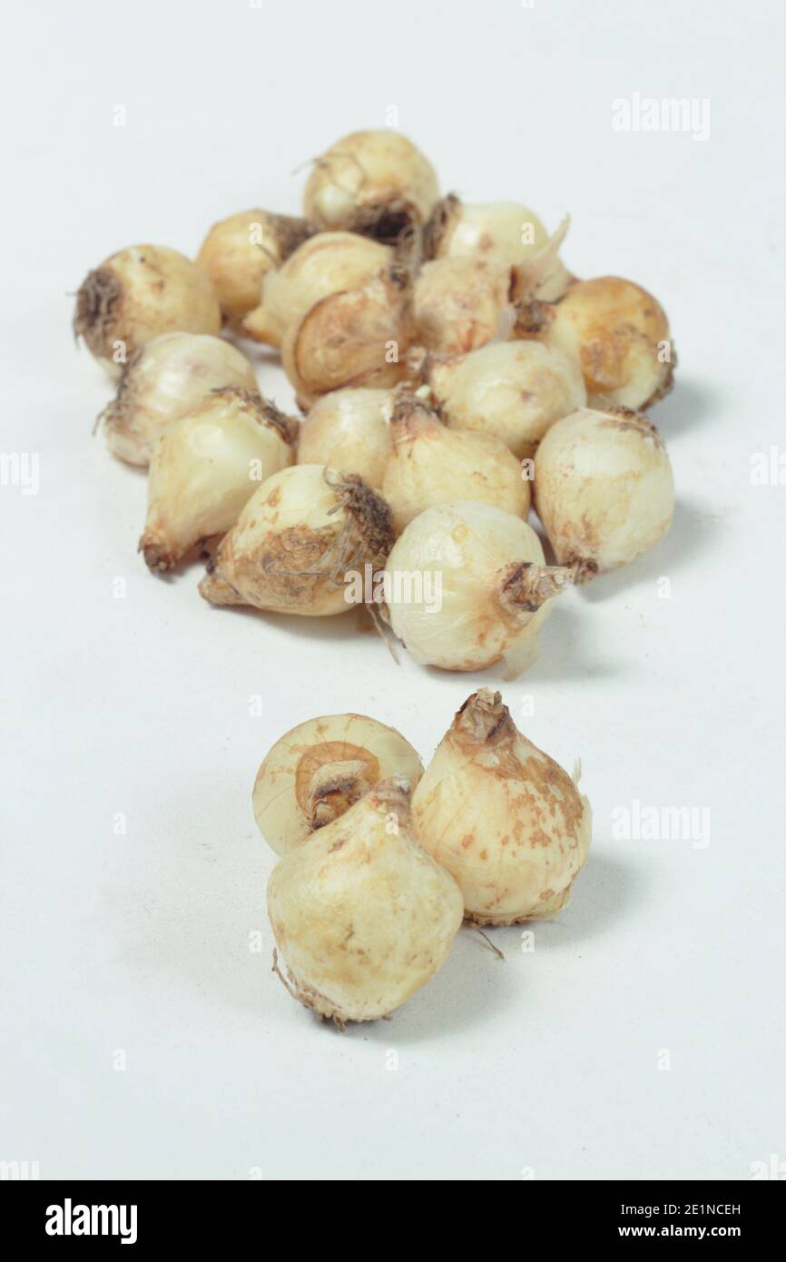 Muscari armeniacum. Bulbes de jacinthe de raisin isolés sur fond blanc. ROYAUME-UNI Banque D'Images